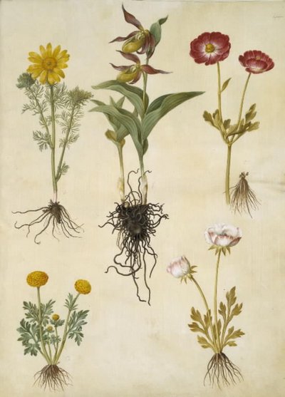 Adonis vernalis; Cypripedium calceolus; Ranunculus asiaticus; Ranunculus de Hans Simon Holtzbecker