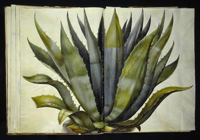 Agave americana (agave común) de Hans Simon Holtzbecker