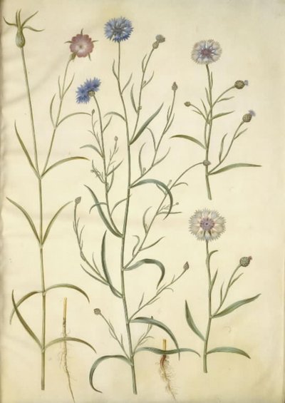 Agrostemma githago (clavelina común); Centaurea cyanus (aciano) de Hans Simon Holtzbecker