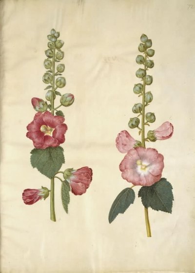 Alcea rosea (malvarrosa) de Hans Simon Holtzbecker