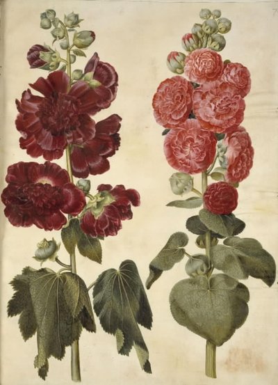 Alcea rosea (malvarrosa) de Hans Simon Holtzbecker