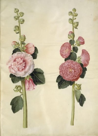 Alcea rosea (malvarrosa) de Hans Simon Holtzbecker