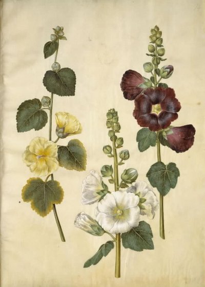 Alcea rosea (malvarrosa) de Hans Simon Holtzbecker
