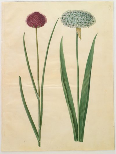 Allium sphaerocephalon (ajo ornamental mediterráneo); Allium nigrum (ajo negro) de Hans Simon Holtzbecker
