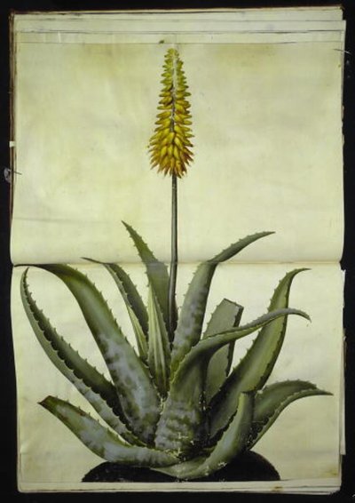 Aloe vera (aloe medicinal) de Hans Simon Holtzbecker