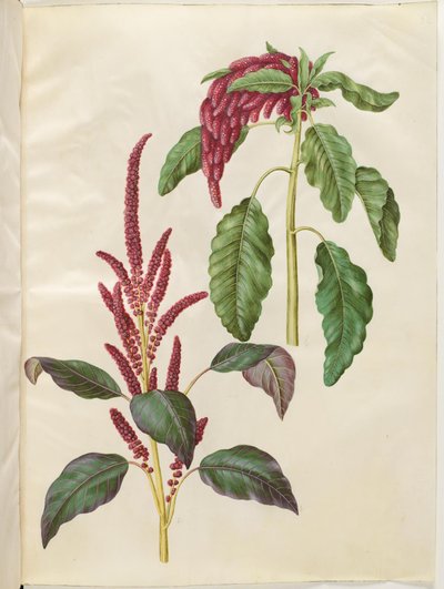 Amaranthus cruentus (amaranto rojo); Amaranthus caudatus (amaranto de cola de zorro) de Hans Simon Holtzbecker
