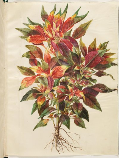 Amaranthus tricolor (amaranto papagayo) de Hans Simon Holtzbecker
