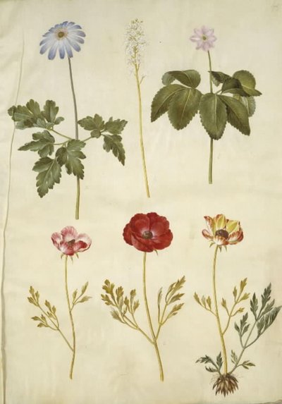 Anemone apennina (anémona de los Apeninos); Tiarella cordifolia (flor de espuma común); Anemone trifolia (anémona trifolia); Ranunculus asiaticus (ranúnculo asiático) de Hans Simon Holtzbecker