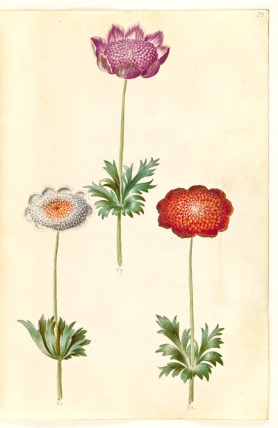 Anemone coronaria (anémona francesa) de Hans Simon Holtzbecker