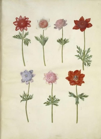 Anemone coronaria (anémona francesa) de Hans Simon Holtzbecker