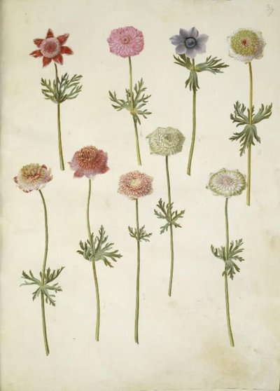 Anemone coronaria (anémona francesa) de Hans Simon Holtzbecker