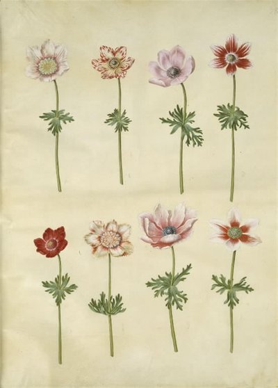 Anemone coronaria (anémona francesa) de Hans Simon Holtzbecker