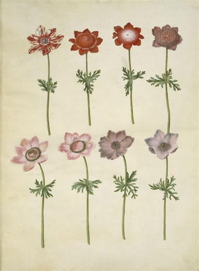 Anémona coronaria (anémona francesa) de Hans Simon Holtzbecker