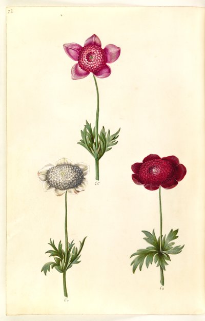Anémona coronaria (anémona francesa) de Hans Simon Holtzbecker