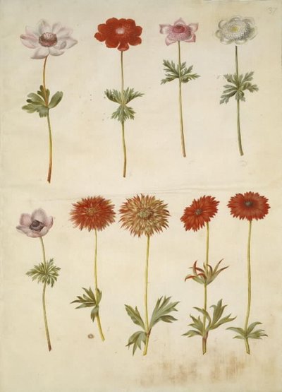 Anemone coronaria; Anemone ×fulgens de Hans Simon Holtzbecker