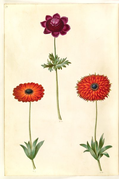 Anemone coronaria (anémona francesa); Anemone ×fulgens (anémona brillante) de Hans Simon Holtzbecker