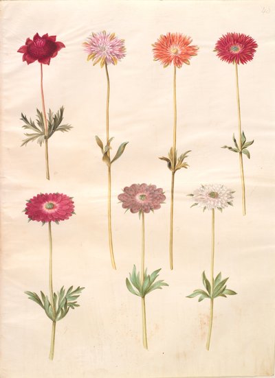 Anemone coronaria (anémona francesa); Anemone ×fulgens (anémona brillante) de Hans Simon Holtzbecker