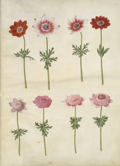 Anemone coronaria L. (anémona francesa); Anemone pavonina (anémona de pavo real) de Hans Simon Holtzbecker