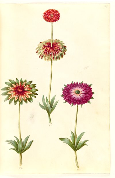Anemone ×fulgens (anémona brillante) de Hans Simon Holtzbecker