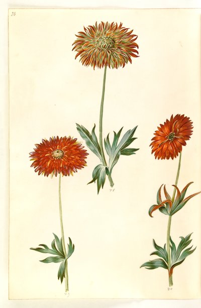 Anémona ×fulgens (anémona brillante) de Hans Simon Holtzbecker