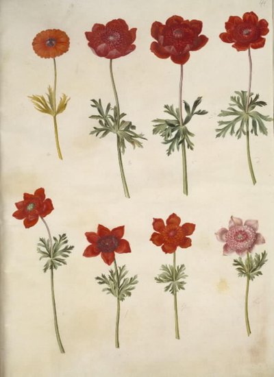 Anémona ×fulgens (anémona brillante); Anémona coronaria (anémona francesa) de Hans Simon Holtzbecker