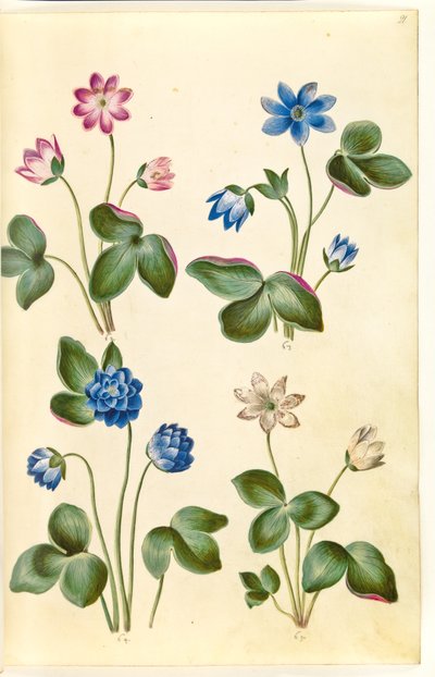 Anemone hepatica (anémona azul) de Hans Simon Holtzbecker