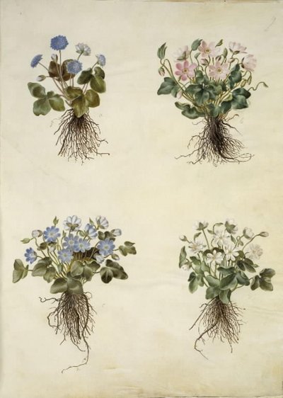 Anémona hepatica (anémona azul) de Hans Simon Holtzbecker