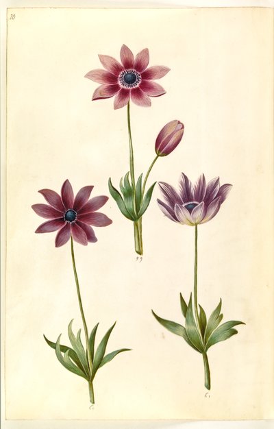Anémona pavonina (anémona de pavo real) de Hans Simon Holtzbecker