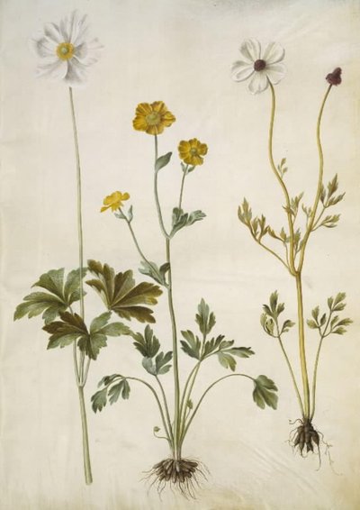 Anemone sylvestris (anémona de verano); Ranunculus monspeliacus (ranúnculo de seda); Ranunculus asiaticus (ranúnculo de jardín) de Hans Simon Holtzbecker