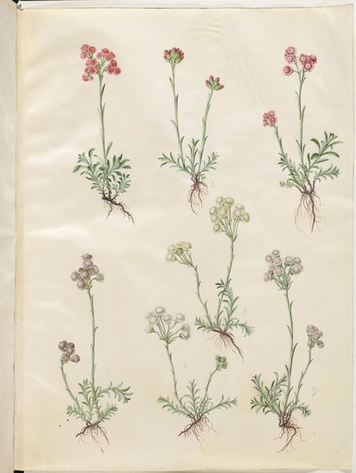 Antennaria dioica (pie de gato común) de Hans Simon Holtzbecker