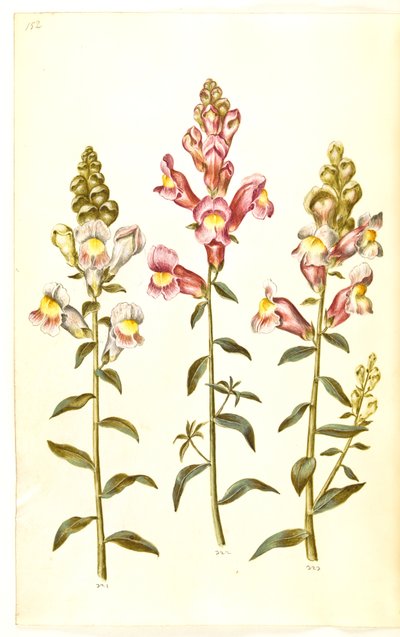 Antirrhinum majus (boca de dragón) de Hans Simon Holtzbecker