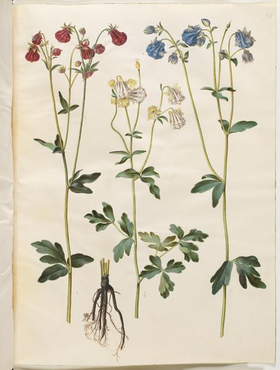 Aquilegia vulgaris (aguileña común) de Hans Simon Holtzbecker