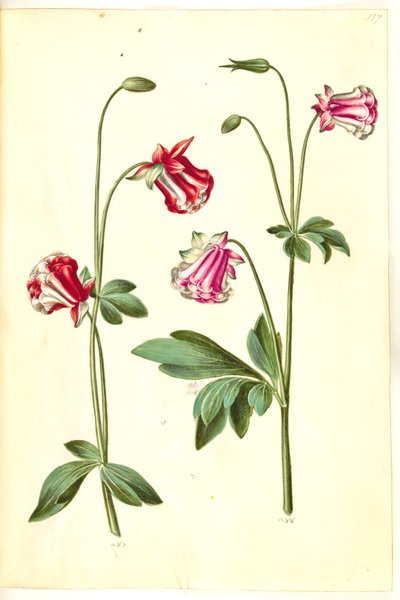Aquilegia vulgaris (aguileña común) de Hans Simon Holtzbecker