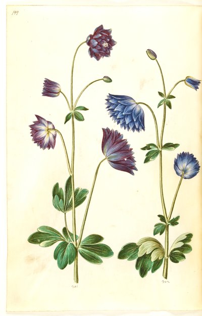 Aquilegia vulgaris (aguileña común) de Hans Simon Holtzbecker