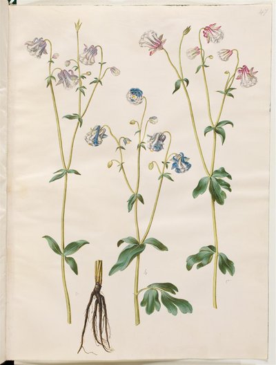 Aquilegia vulgaris de Hans Simon Holtzbecker