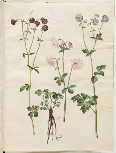Aquilegia vulgaris (aguileña común) de Hans Simon Holtzbecker