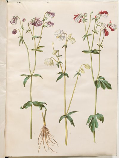 Aquilegia vulgaris (aguileña común) de Hans Simon Holtzbecker