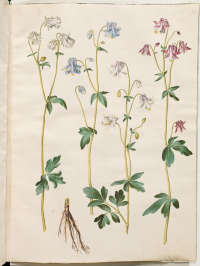 Aquilegia vulgaris (aguileña común) de Hans Simon Holtzbecker