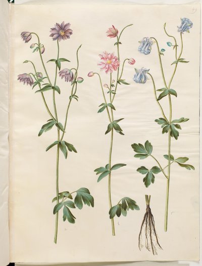 Aquilegia vulgaris (akeleje común) de Hans Simon Holtzbecker