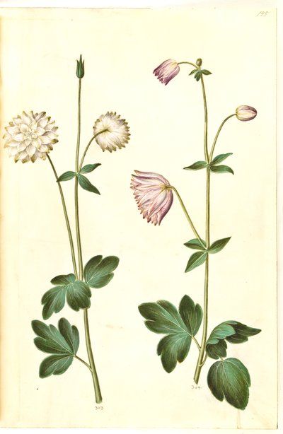 Aquilegia vulgaris (aguileña común) de Hans Simon Holtzbecker