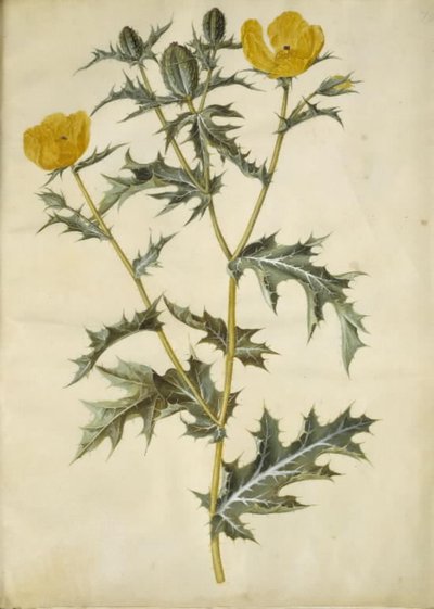 Argemone mexicana (amapola mexicana) de Hans Simon Holtzbecker