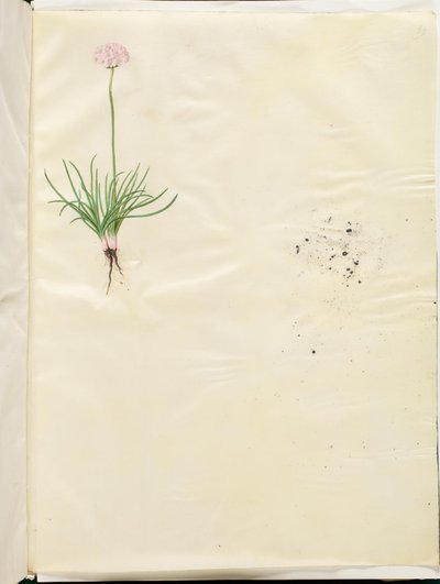 Armeria maritima (hierba inglesa común) de Hans Simon Holtzbecker