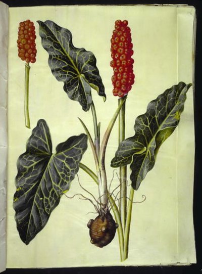 Arum italicum (arum italiano) de Hans Simon Holtzbecker