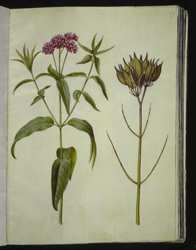 Asclepias incarnata (planta de seda rosa) de Hans Simon Holtzbecker
