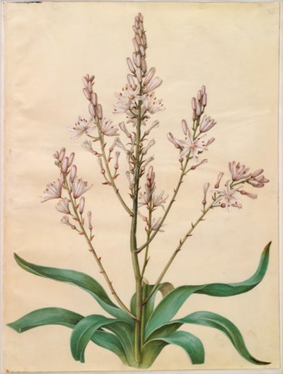 Asphodelus ramosus (asfódelo ramificado) de Hans Simon Holtzbecker