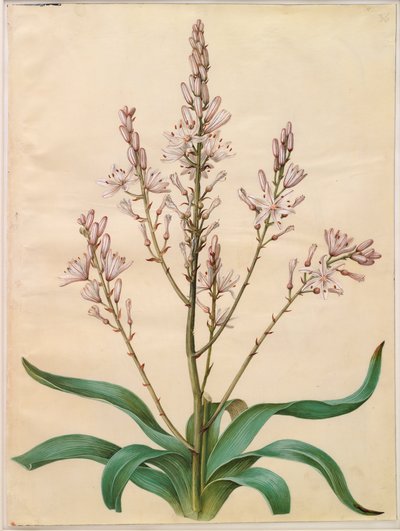 Asphodelus ramosus de Hans Simon Holtzbecker