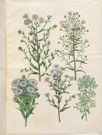 Aster amellus; Symphyotrichum novi-belgii; Symphyotrichum novae-angliae; Symphyotrichum dumosum; Symphyotrichum ericoides de Hans Simon Holtzbecker