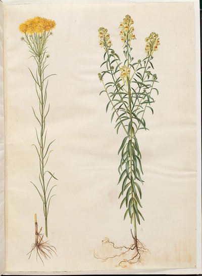 Aster linosyris (aster dorado); Linaria vulgaris (linaria común) de Hans Simon Holtzbecker