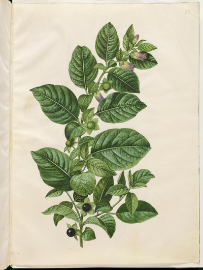 Atropa belladonna de Hans Simon Holtzbecker