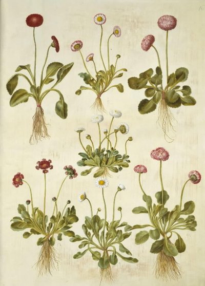 Bellis perennis (margarita común) de Hans Simon Holtzbecker